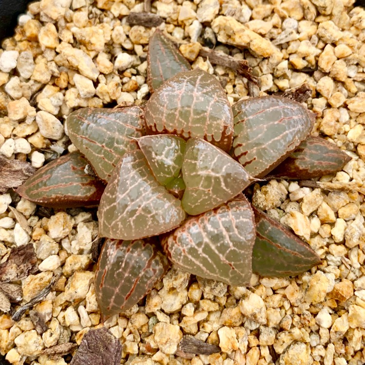 plant image 923962