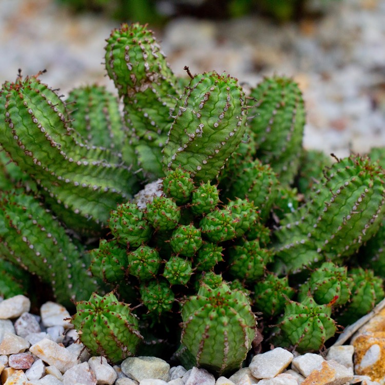 plant image 930155