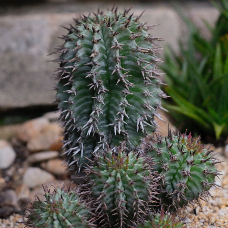 plant image 930163