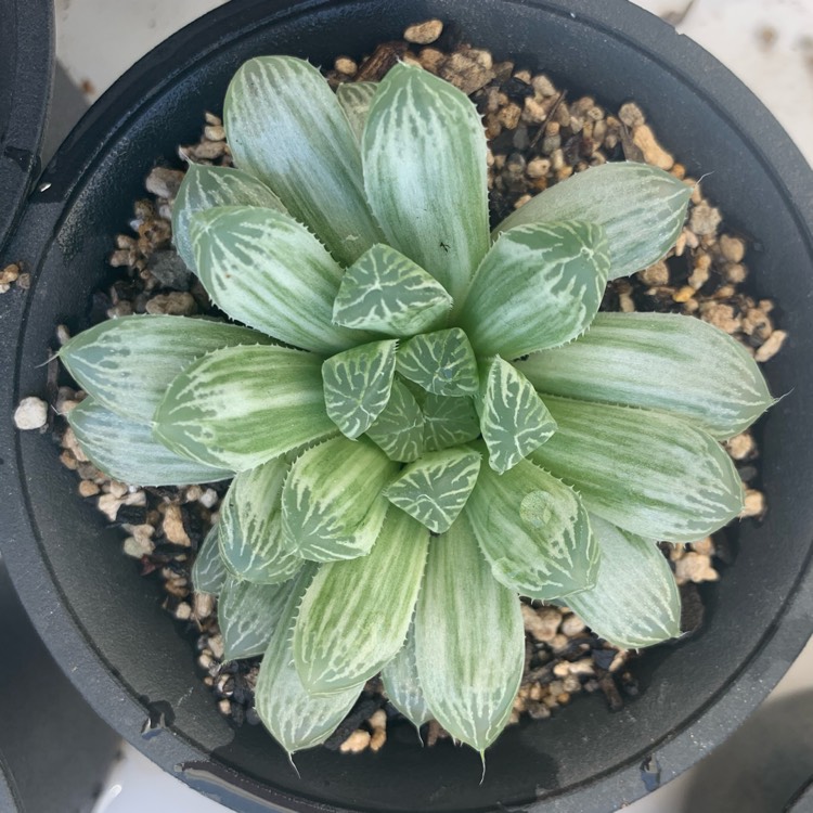 Plant image Haworthia Cooperi Variegata