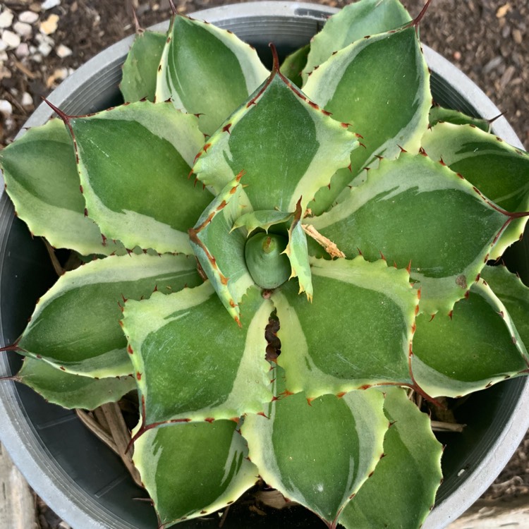 plant image 938568