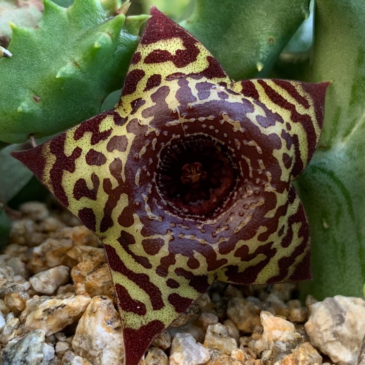 plant image 939558