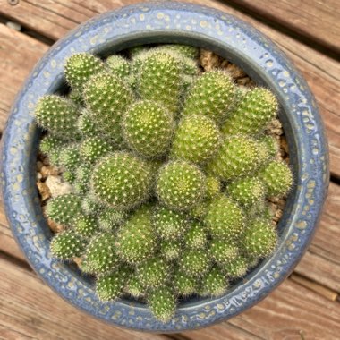 Rebutia fabrisii