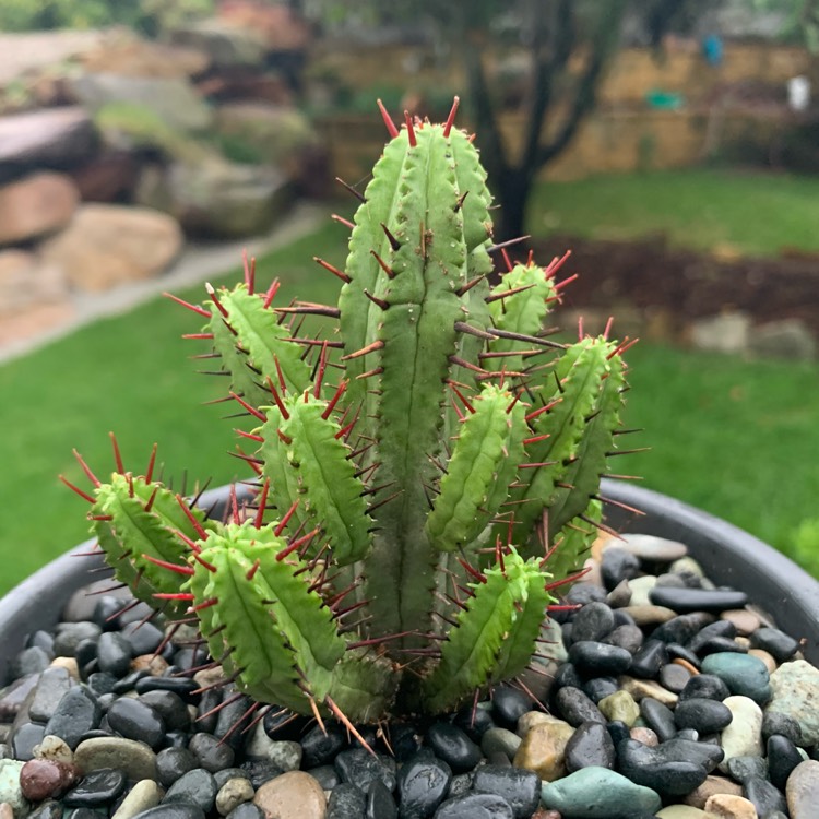 Plant image Euphorbia enopla