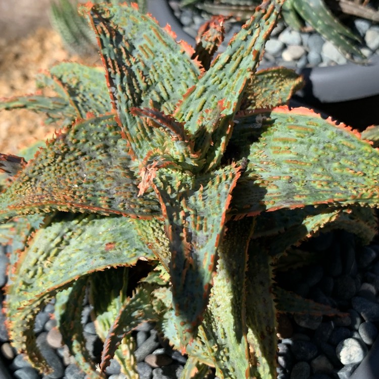Plant image Aloe Orange Marmalade