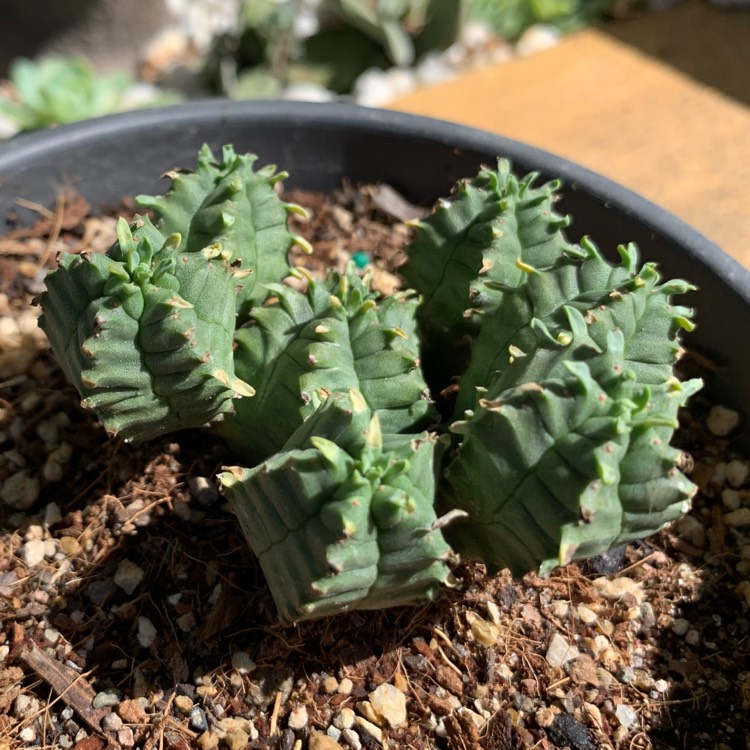 plant image 971134