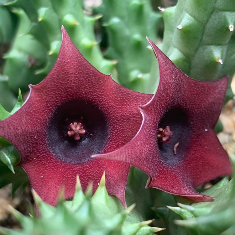 Plant image Huernia Schneideriana