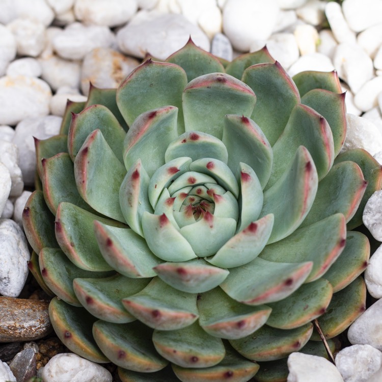 Plant image Echeveria Chihuahuaensis