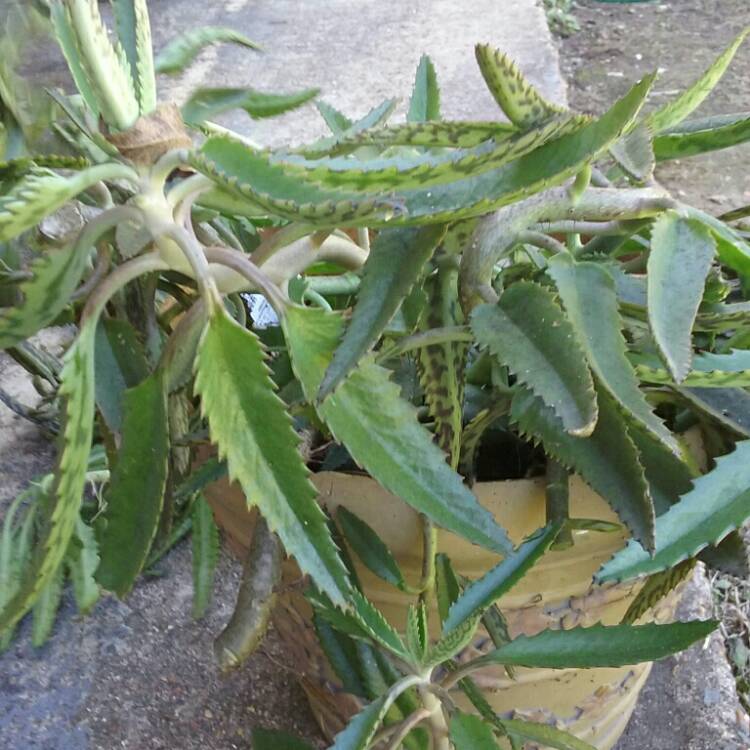Plant image Opuntia Subulata Montrose