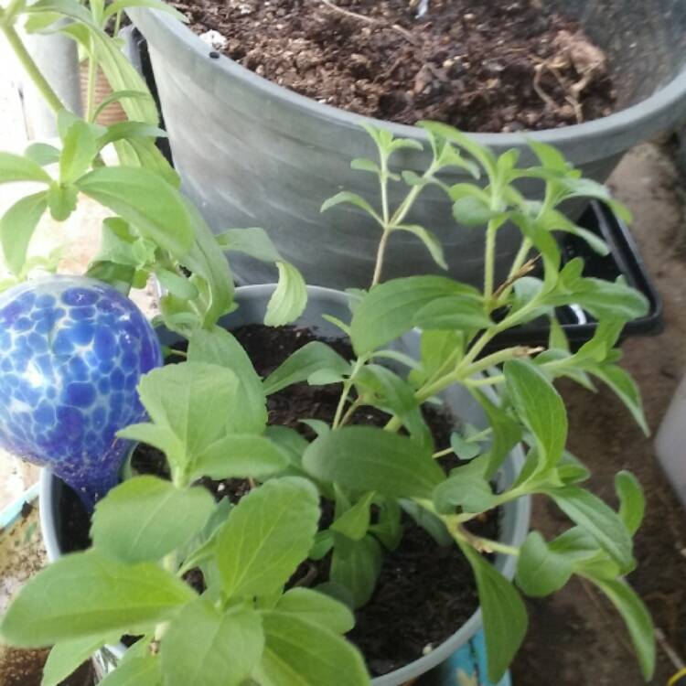 Plant image Stevia rebaudiana