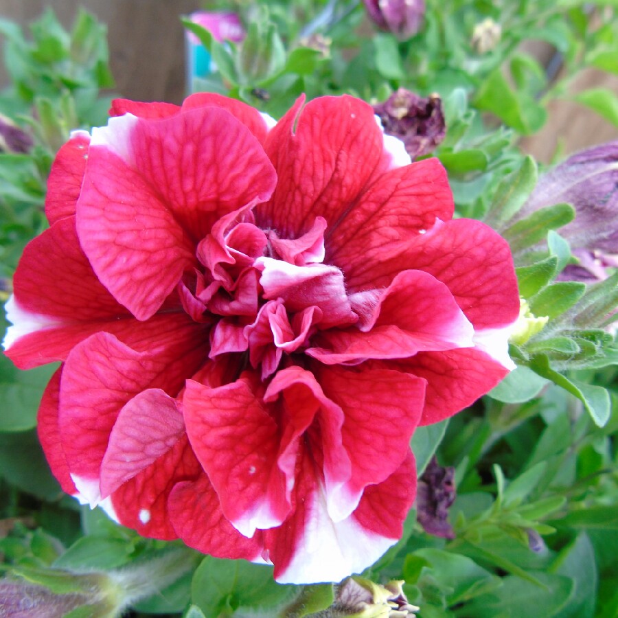 Plant image Petunia 'Tumbelina Cherry Ripple' (Tumbelina Series) syn. Petunia 'Cherry Ripple'