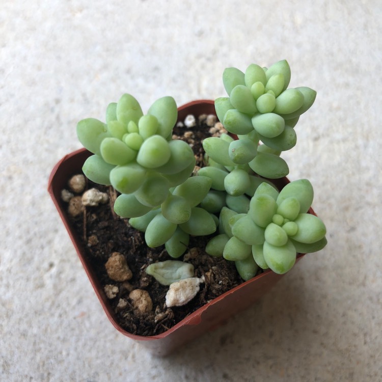 plant image 697879