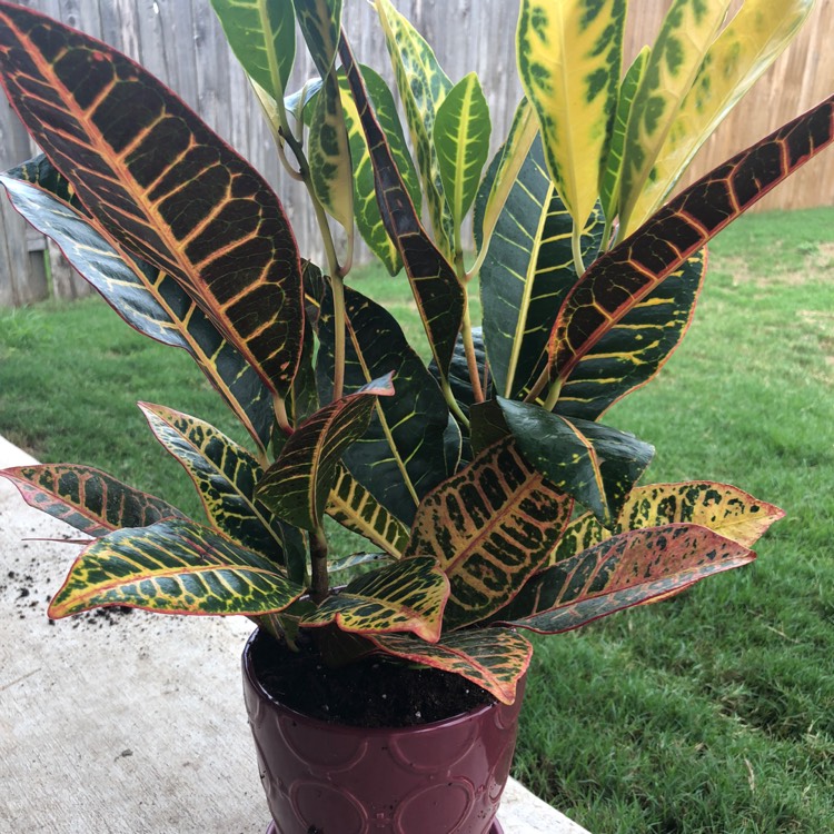 plant image 847369