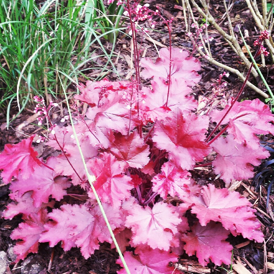 Plant image Heuchera 'Fire Chief'