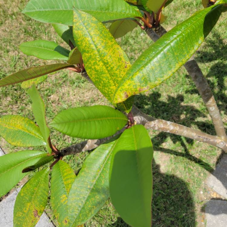 Plant image Plumeria rubra 'Sydney '