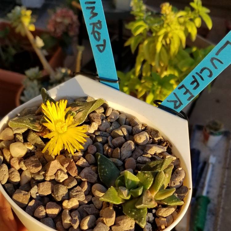 Plant image Faucaria Subintegra