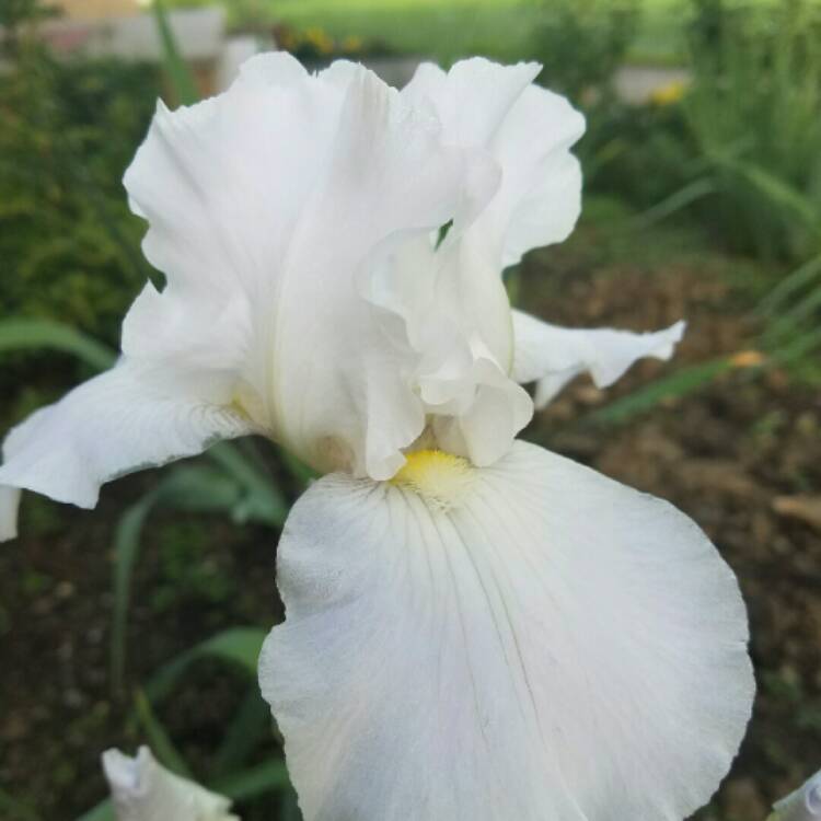 Plant image Iris x germanica 'English Cottage'