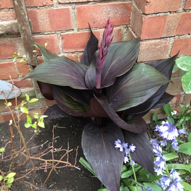 Canna 'Tropicanna Black'