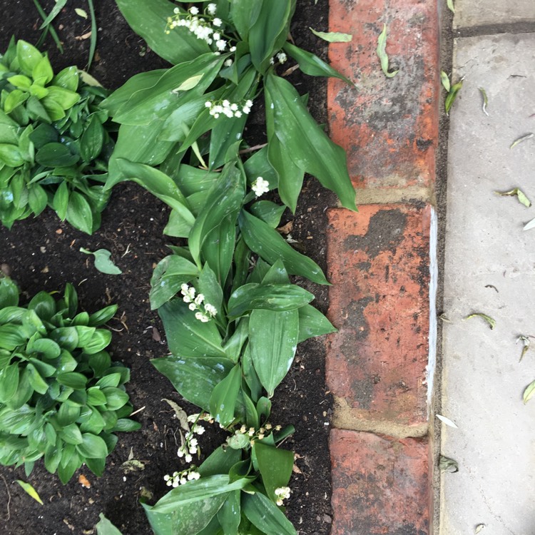 plant image 393173