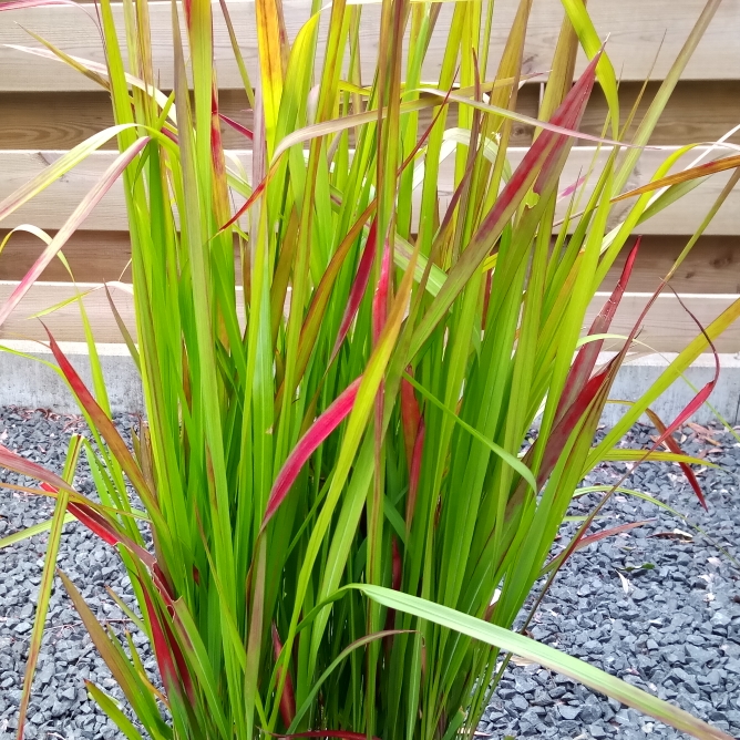 Plant image Imperata cylindrica 'Red Baron'