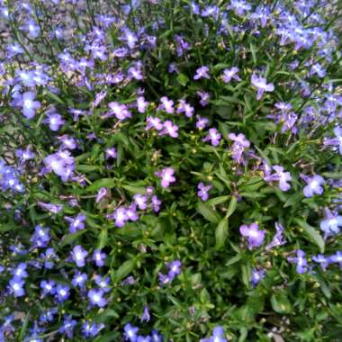 Peter's garden