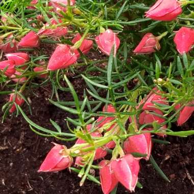Peter's garden