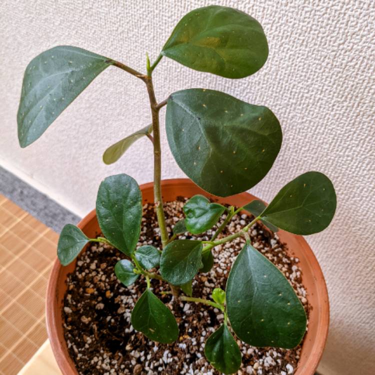 plant image 1472804