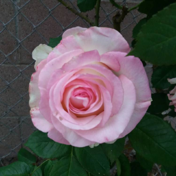 Plant image Rosa 'Meiviolin' syn. Rosa 'Eden Rose 88', Rosa 'Eden Rose 85', Rosa 'Pierre De Ronsard'