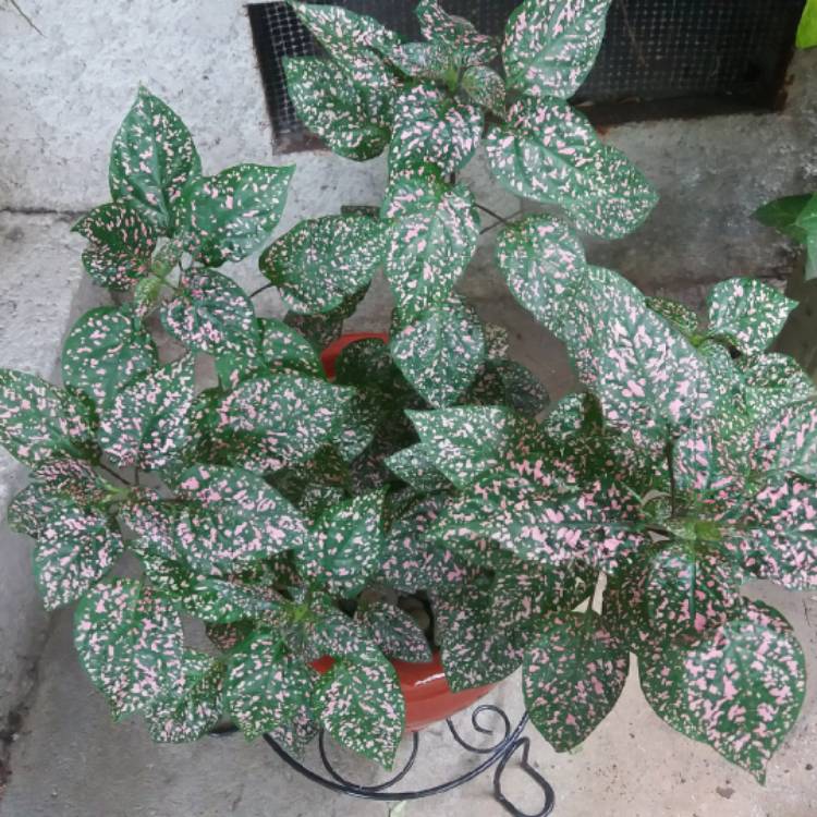plant image 1075956 plant image 1075956
