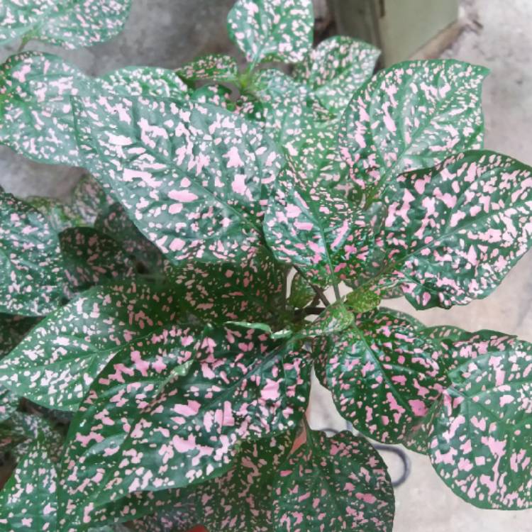 plant image 1075957 plant image 1075957