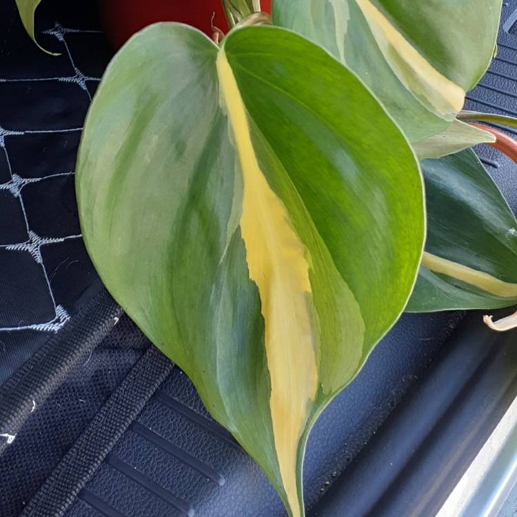 plant image 1443818