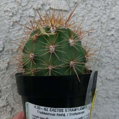 Trichocereus
