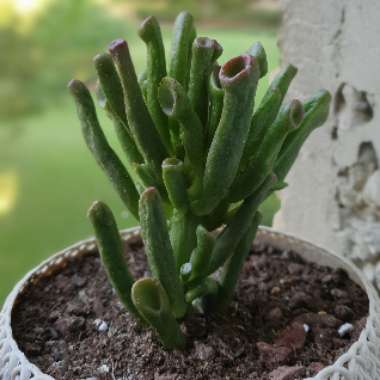 Crassula Ovata 'Ogre Ears'