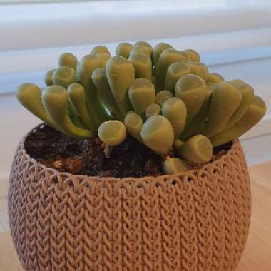 Baby Toes