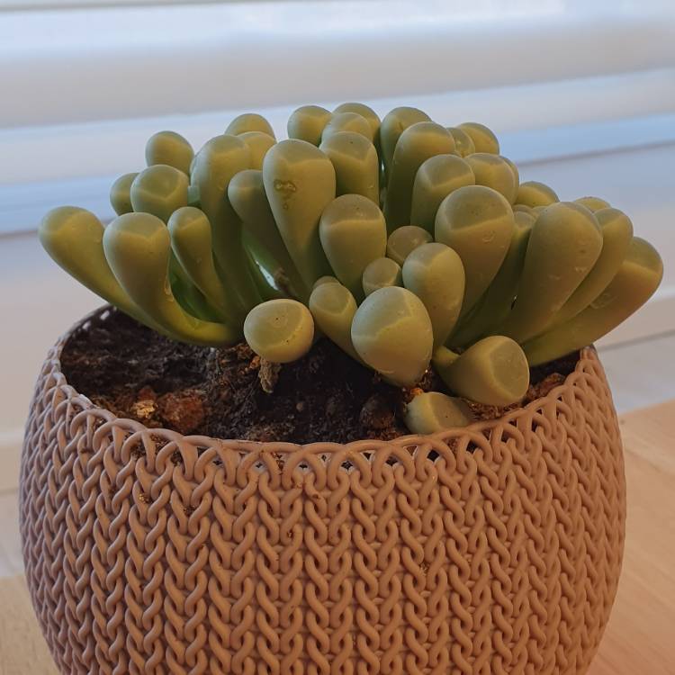 plant image 1151536