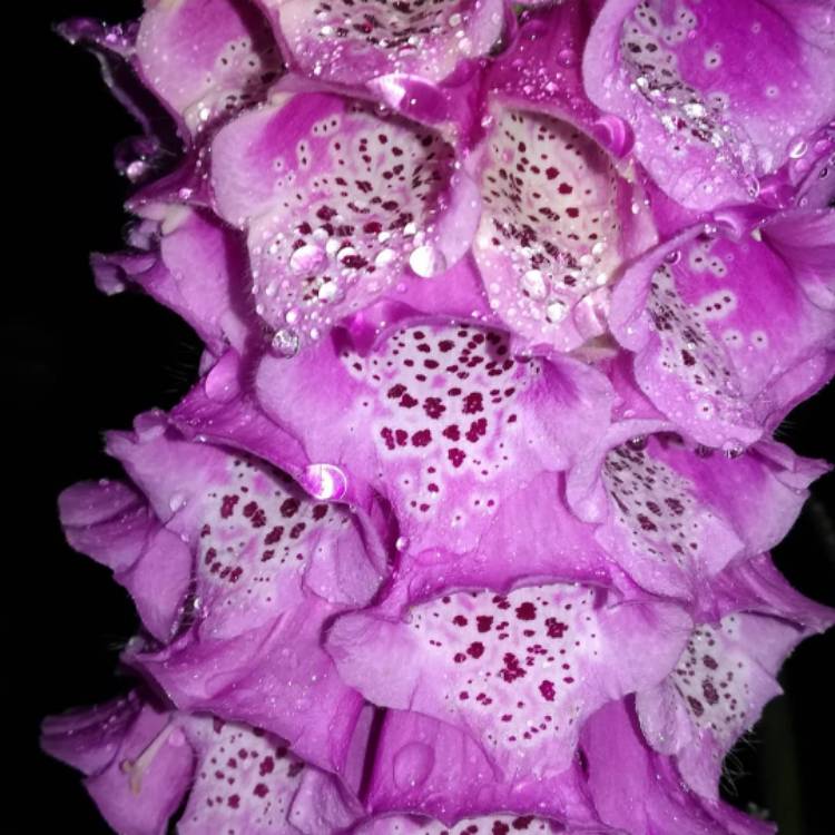 plant image 1319389