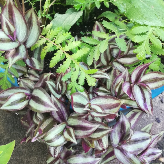 plant image 1347086 plant image 1347086