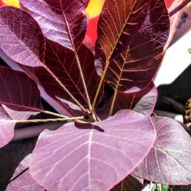 Smoke Bush 'Royal Purple'