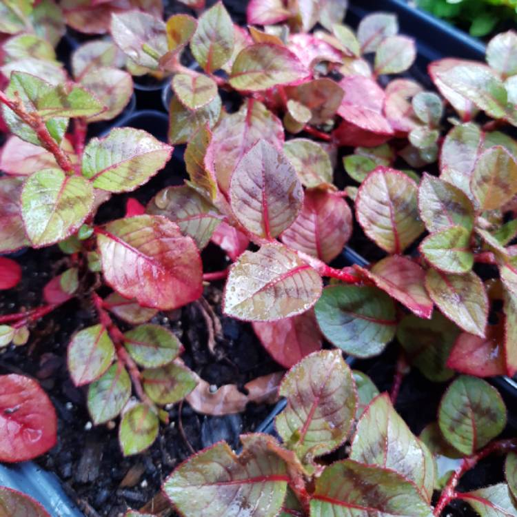 Plant image Persicaria Capitata