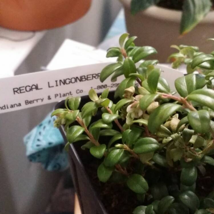 plant image 362273