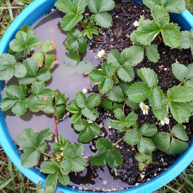 Plant image Fragaria x ananassa 'Ozark Beauty'