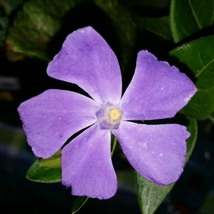 plant image 362281