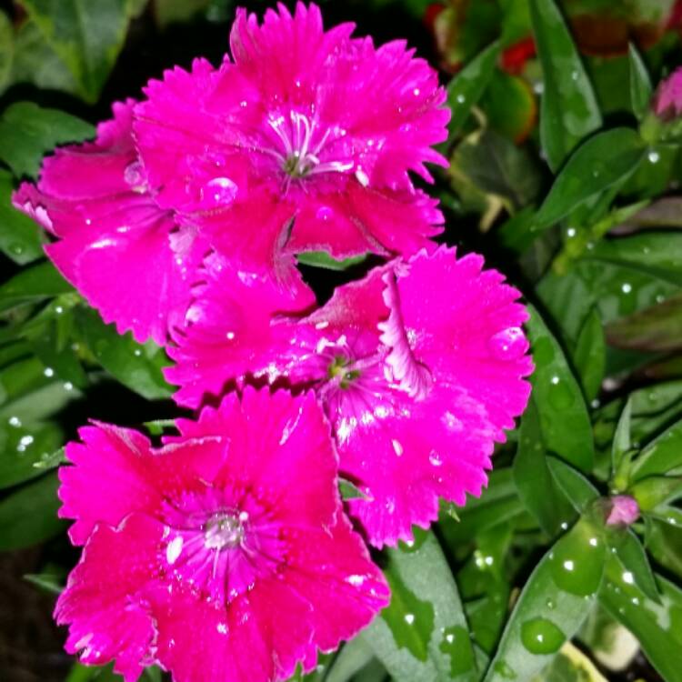 Plant image Dianthus deltoides 'Brilliant'