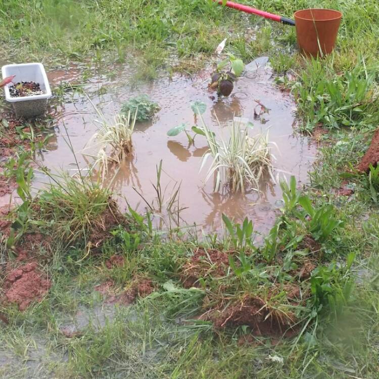 plant image 376169