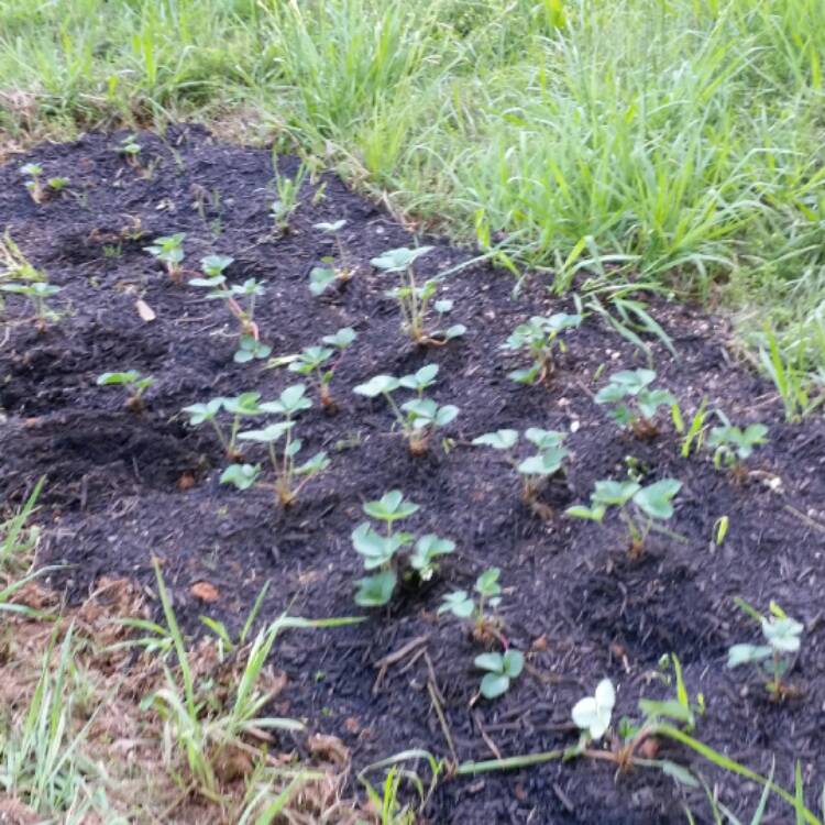 Plant image Fragaria x ananassa 'Honeoye'