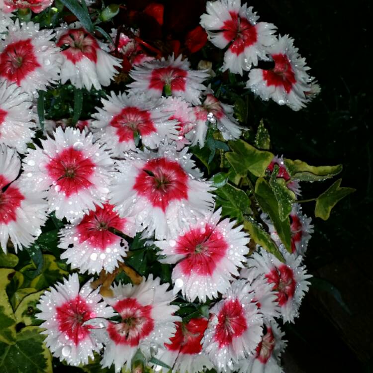Plant image Dianthus chinensis 'Super Parfait Strawberry'