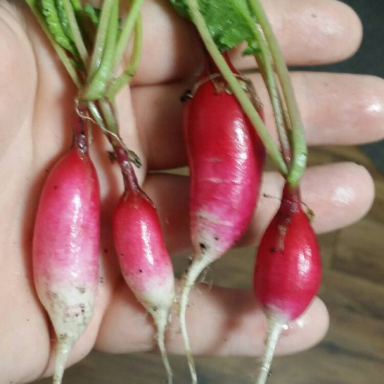 Plant image Raphanus sativus 'French Breakfast'