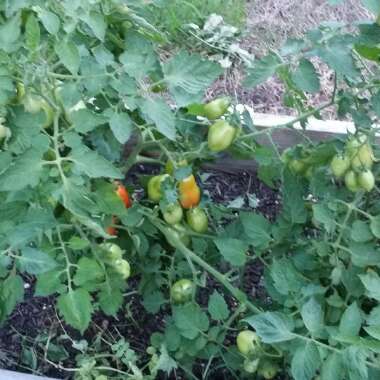 Solanum lycopersicum 'Roma'