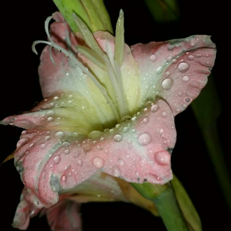 plant image 470580
