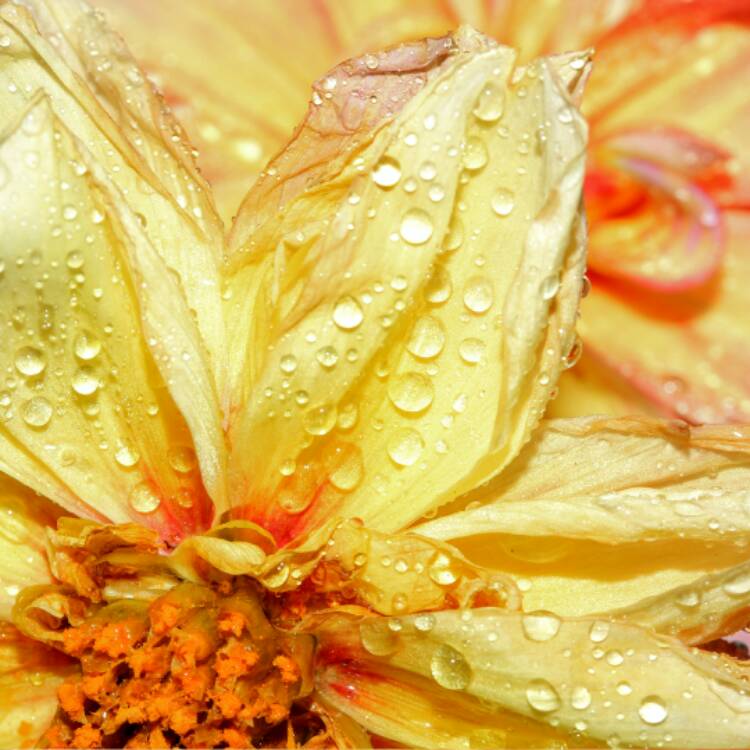 Plant image Dahlia 'Dalaya Shari'